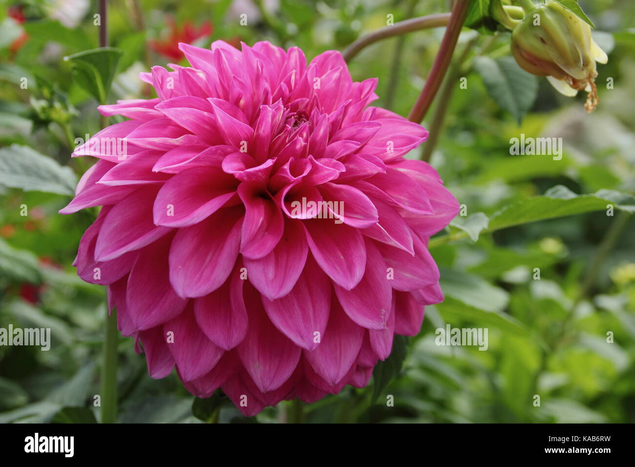 Bargaly dahlia Blush en pleine floraison dans un jardin anglais à la fin de l'été Banque D'Images