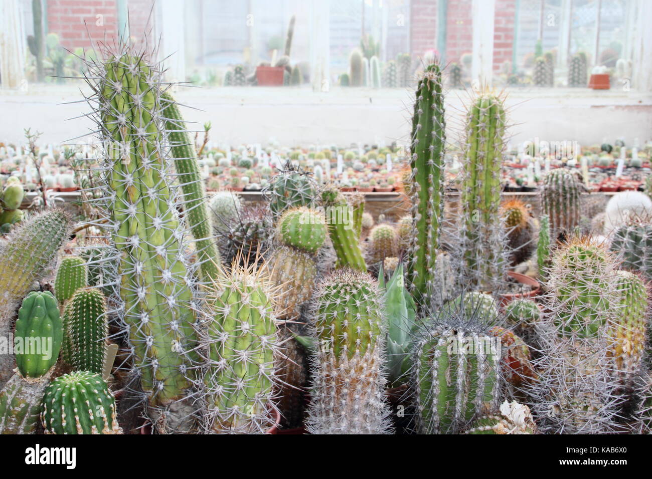 Une collection de cactus et de plantes sur l'écran aux côtés de plantes pour la vente dans le grand Chêne à serres Pépinières Dene, Barnsley, England, UK Banque D'Images