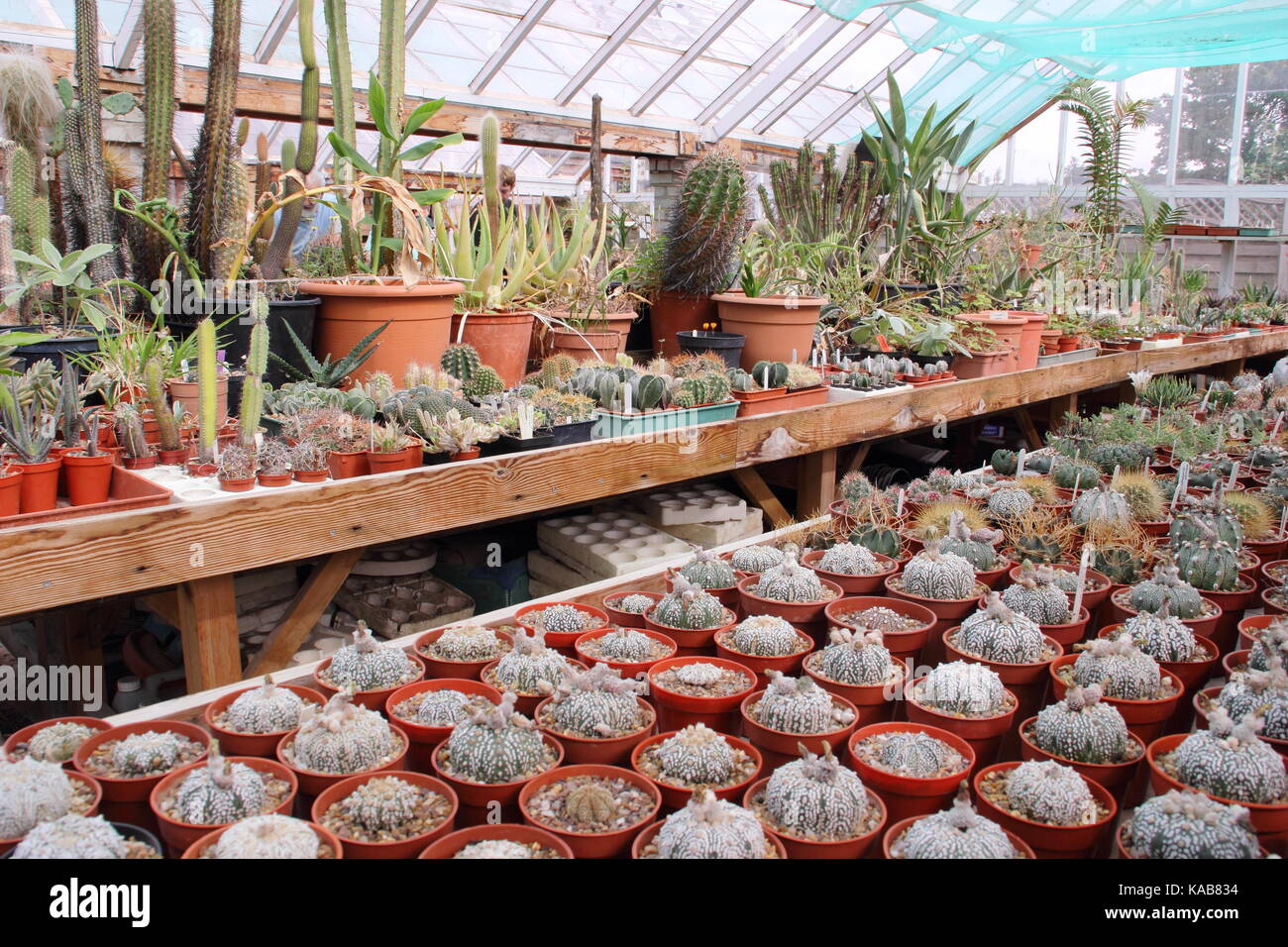 Une collection de cactus et de plantes sur l'écran aux côtés de plantes pour la vente dans le grand Chêne à serres Pépinières Dene, Barnsley, England, UK Banque D'Images