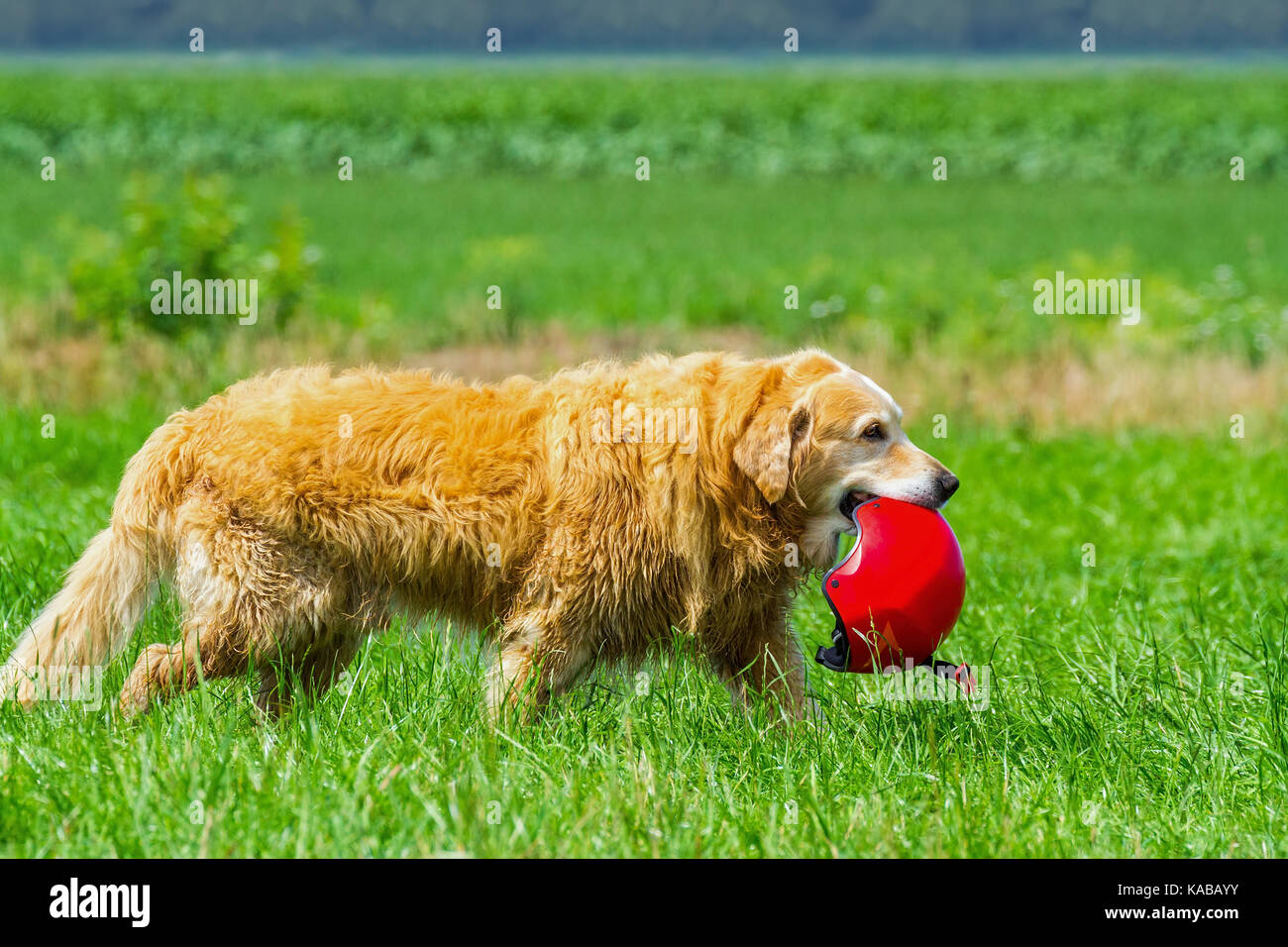 Dog walking in meadow faisant sports helmet Banque D'Images
