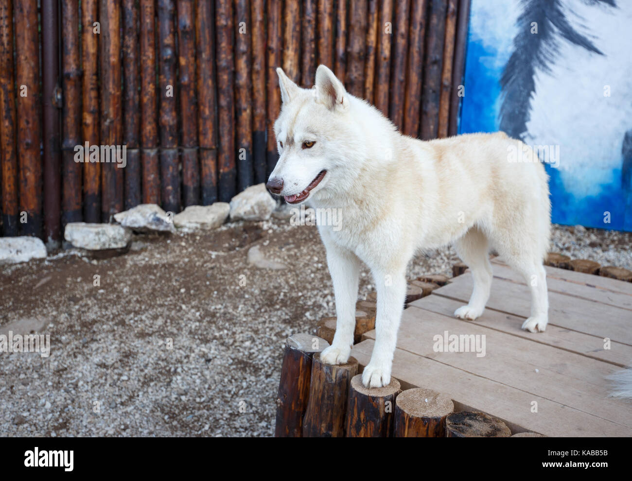 Portrait de chien husky sibérien magnifique sur bois debout Banque D'Images Portrait de chien husky sibérien magnifique sur bois debout Banque D'Images