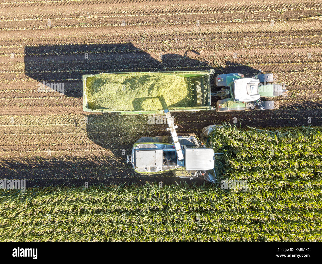 La récolte du maïs de machines dans le domaine aérien drone abattu.. Banque D'Images