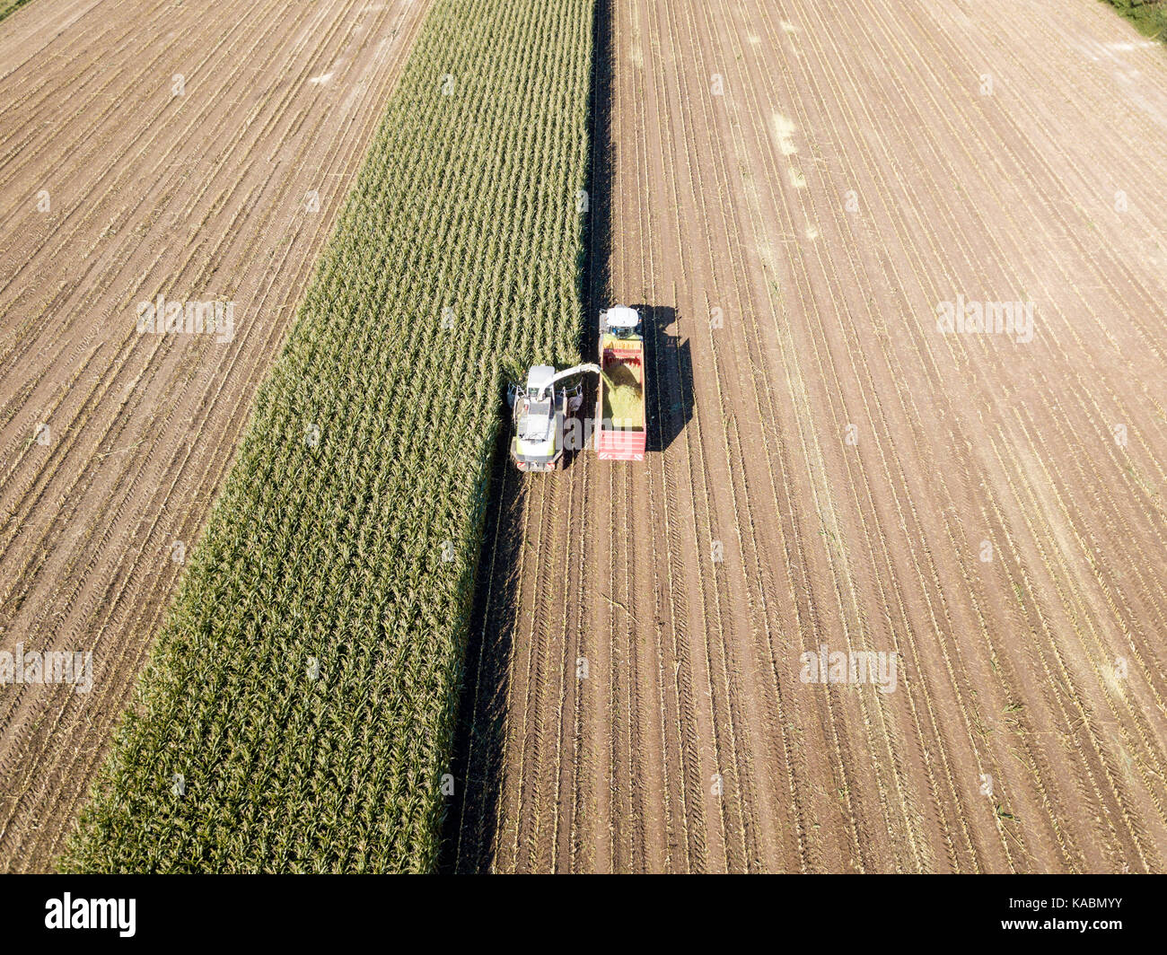 La récolte du maïs de machines dans le domaine aérien drone abattu.. Banque D'Images