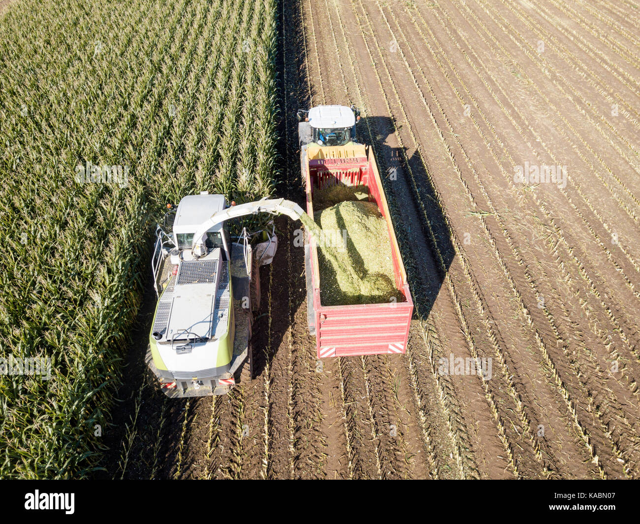 La récolte du maïs de machines dans le domaine aérien drone abattu. Banque D'Images