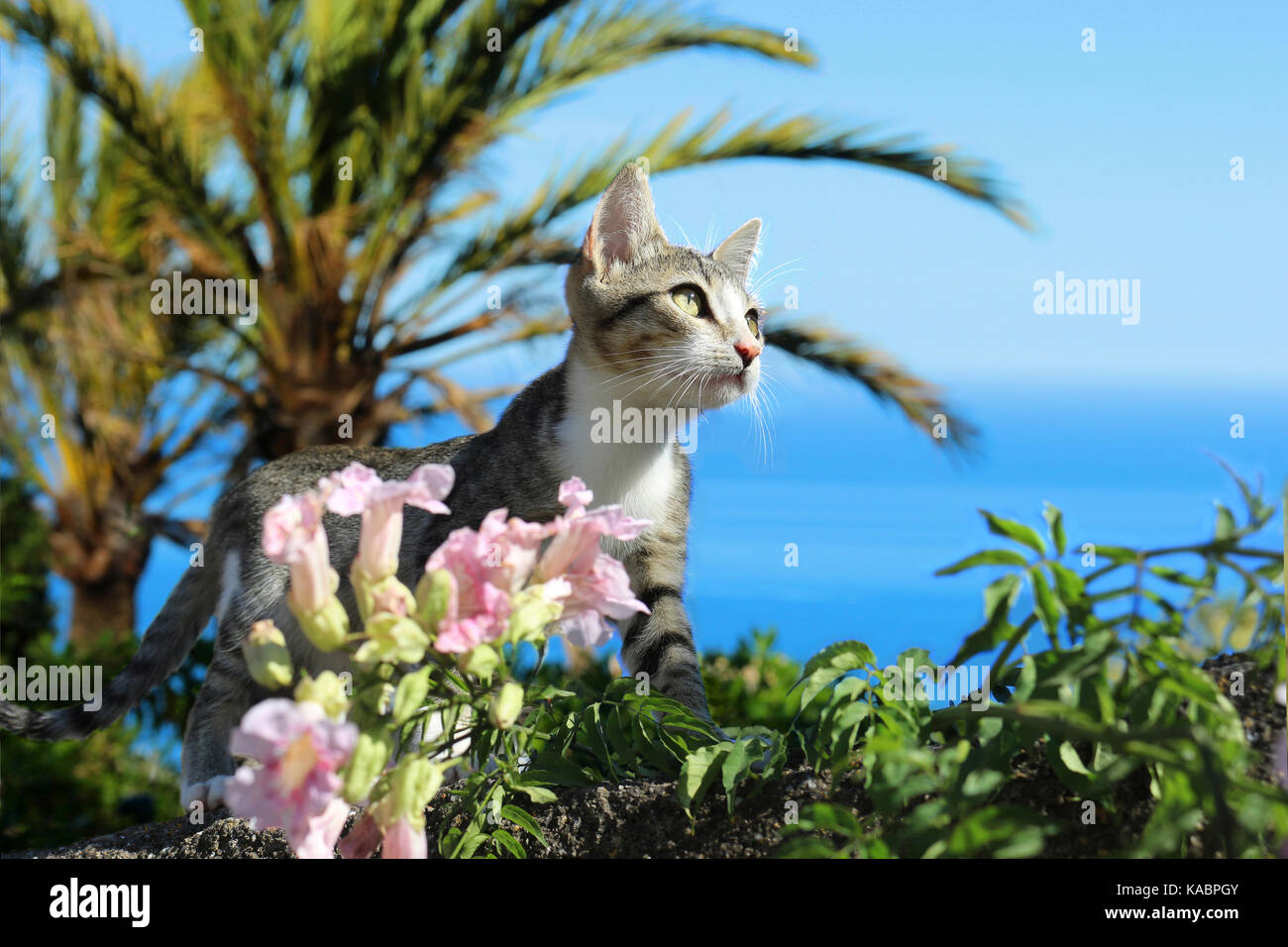Chat domestique, noir blanc tabby, debout entre les fleurs en face de la mer méditerranée Banque D'Images