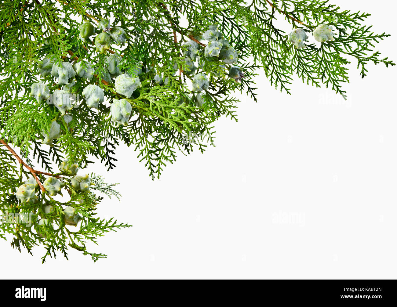 Thuja brindille avec des fruits sur un fond blanc. Thuja vert avec des pousses du fruit non mûr. Banque D'Images