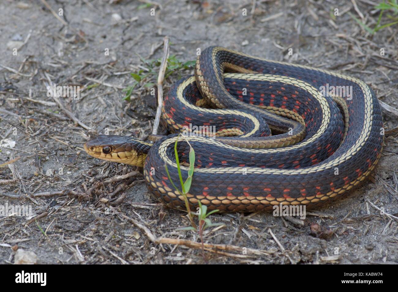 Un ubiquiste rouge (Thamnophis sirtalis parietalis) lovés dans la boue sèche à wickiup hill county park, Iowa, États-Unis Banque D'Images