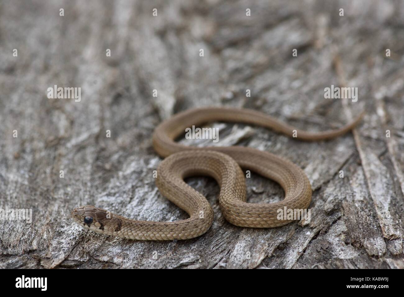 Une jeune couleuvre brune (Storeria dekayi) sur l'écorce dans le comté de Jackson, Iowa, États-Unis Banque D'Images