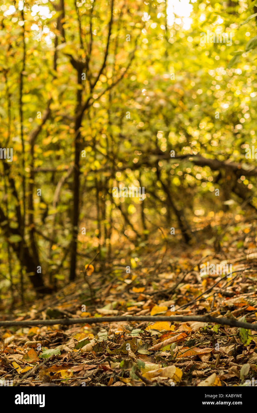 Sol de la forêt les feuilles d'automne feuillage Banque D'Images