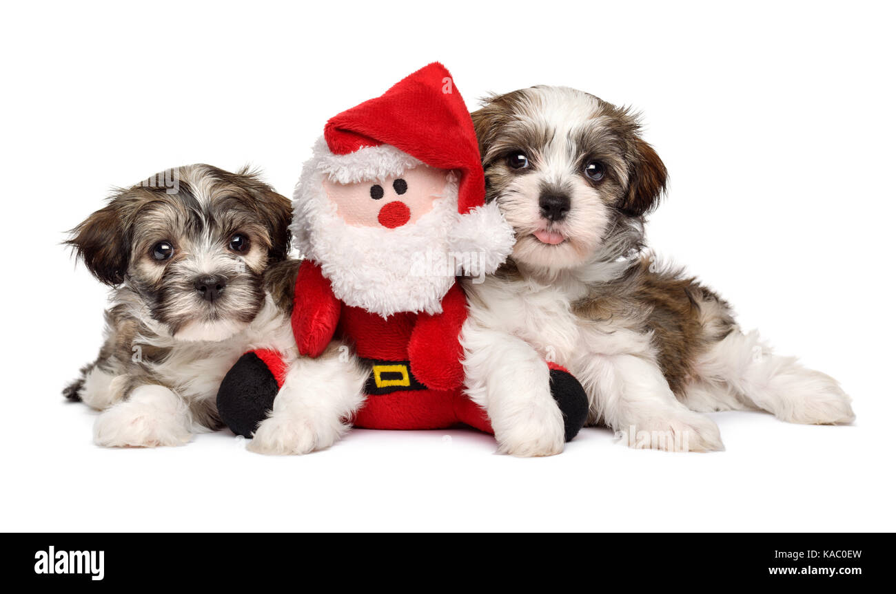 Deux chiots Bichon havanais bichon mignon avec un petit père noël peluche - isolé sur fond blanc Banque D'Images
