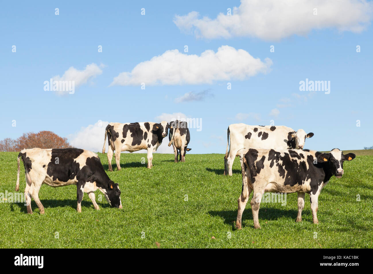 Troupeau de vaches laitières Holstein noir et blanc le pâturage du bétail dans la lumière de fin de soirée dans un vert luxuriant pâturage avec des vaches curieux regardant la caméra Banque D'Images