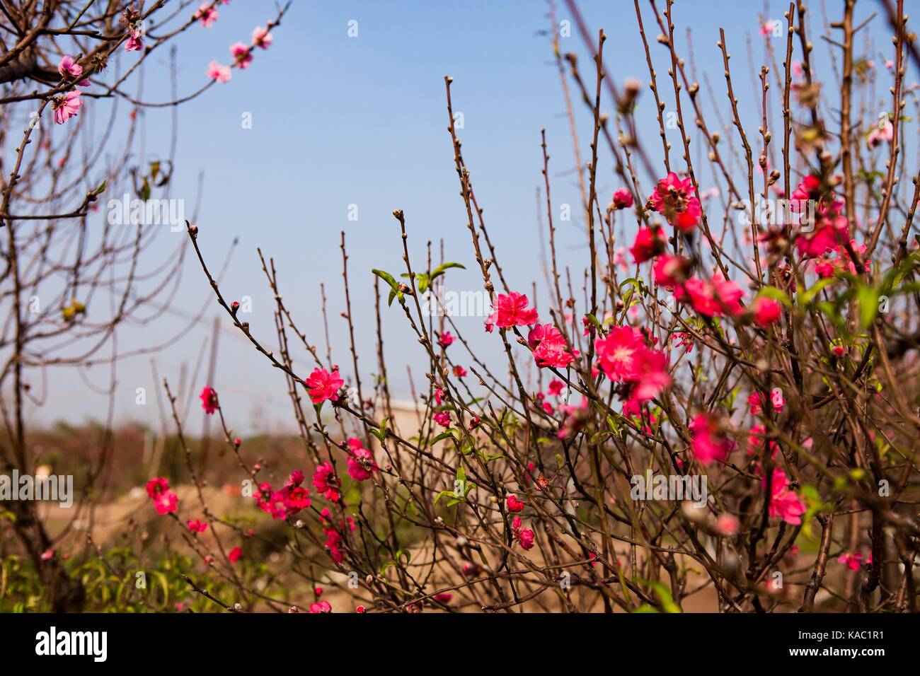 Peach Arbre De Fleurs Rouges Banque Dimages Photo Stock