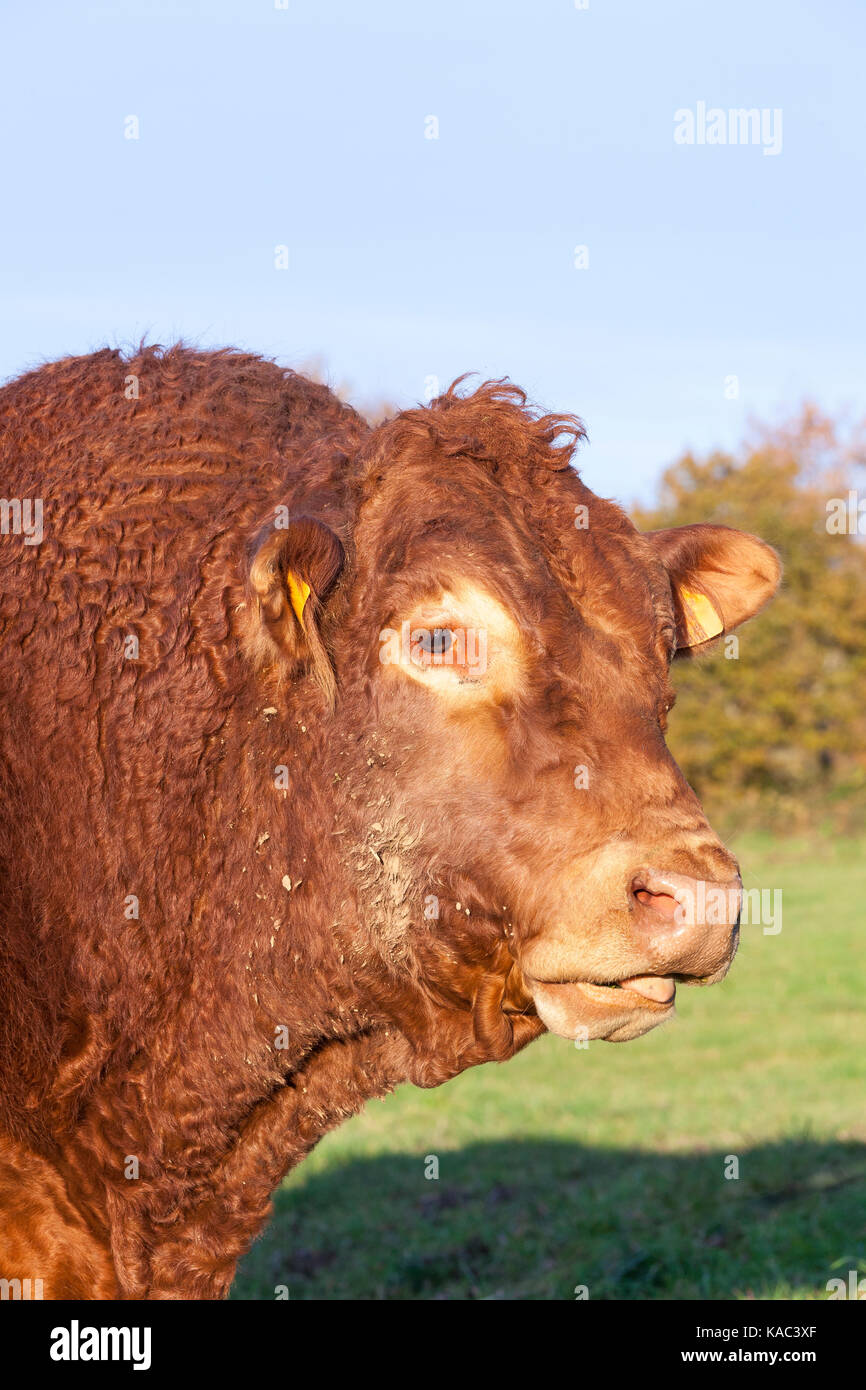 Viande bovine limousine bull tête portrait dans un pâturage dans la lumière du soir dans une vue en gros plan. Banque D'Images