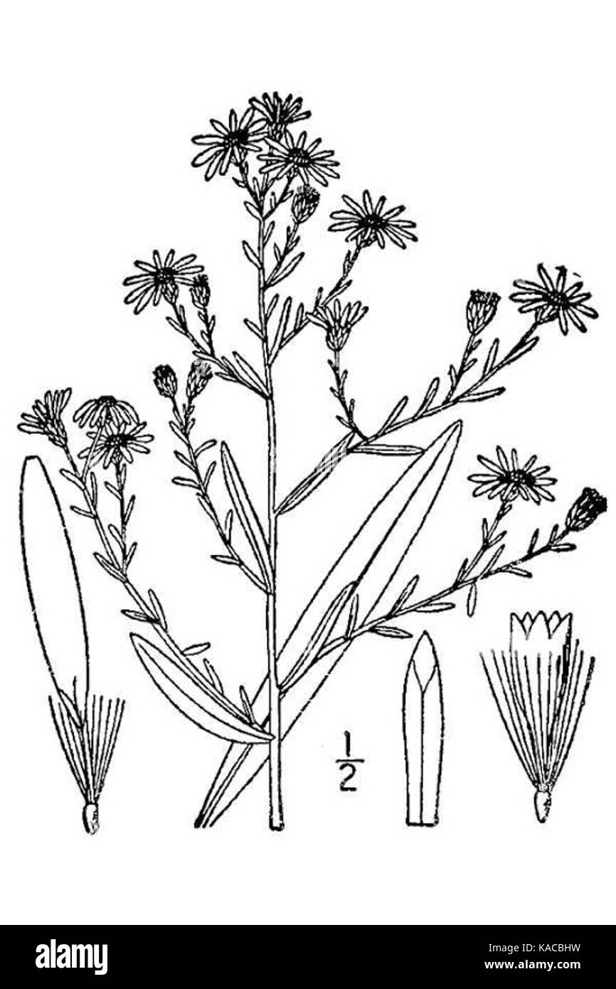 Symphyotrichum dumosum var. dumosum Banque D'Images
