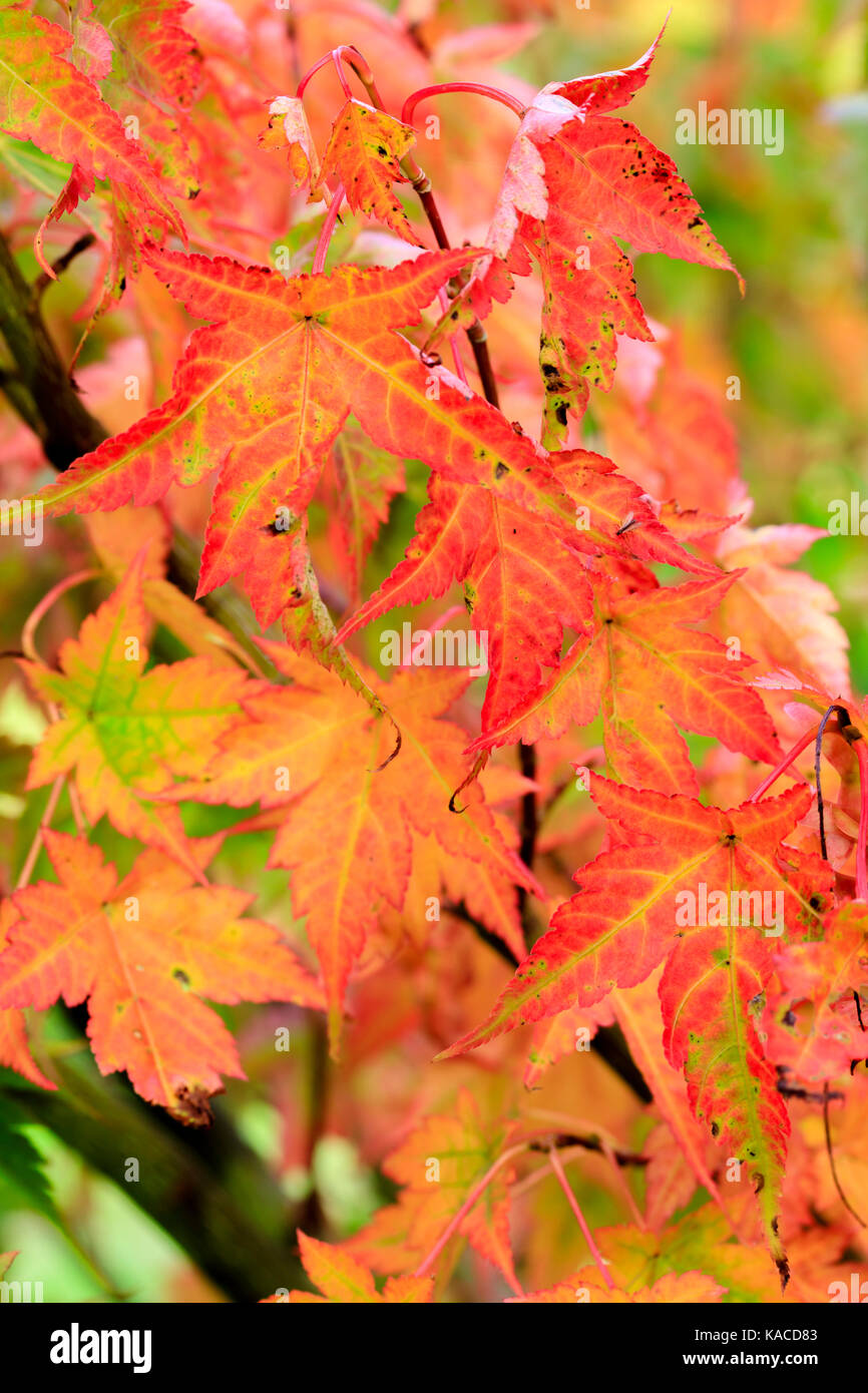 Les tons de rouge et or dans le feuillage de l'automne des petits arbres d'ornement, Acer micranthum Banque D'Images