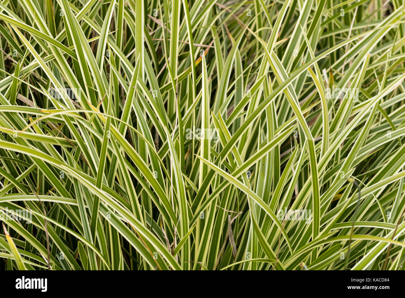 Panaché blanc linéaire dans le feuillage de l'evergreen à pousse basse carex des sables (Carex morrowii 'Ice Dance' Banque D'Images