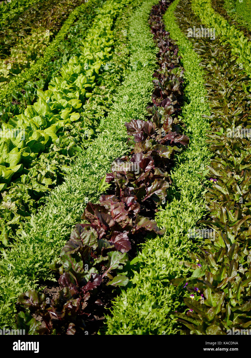 Jardin avec différents sallads au château de Läckö, à l'extérieur de Lidköping, en Suède. Banque D'Images