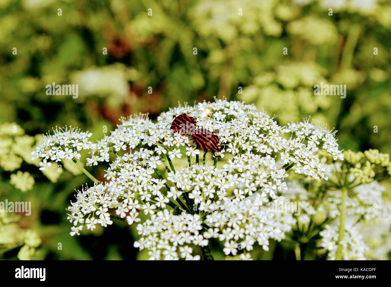 Rayé italien paire bugs fait quelque chose sur la fleur. Je me demande ce que ? Banque D'Images
