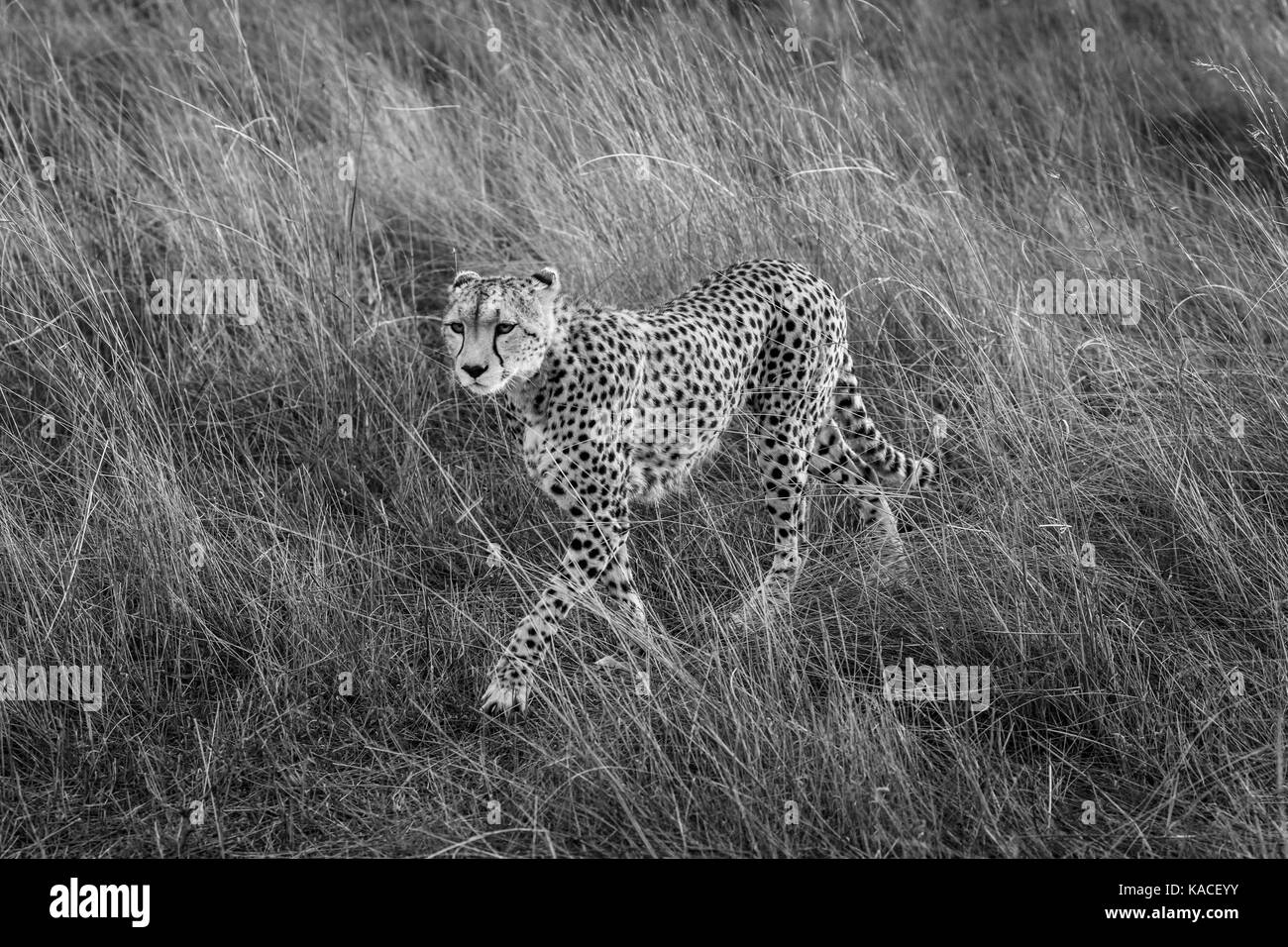 Des profils Guépard (Acinonyx jubatus), Masai Mara, Kenya sur le prowl marcher furtivement à travers la longue herbe à Savannah dans la lumière du matin doux Banque D'Images