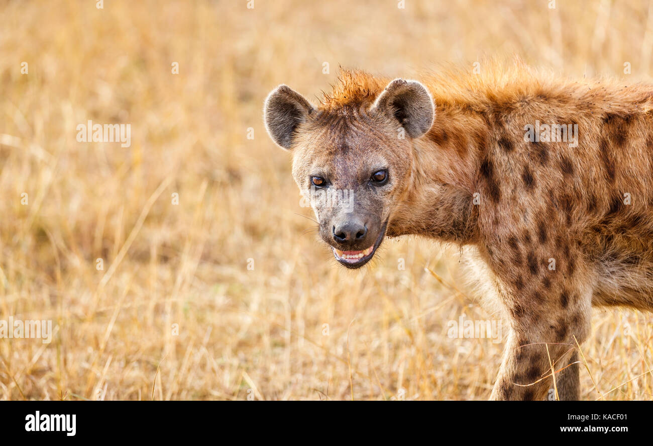 Close-up de tête d'un des profils l'hyène tachetée, Crocuta crocuta, masai Mara, Kenya, un prédateur commun - fixateur dans le Serengeti et une grande partie de l'Afrique Banque D'Images