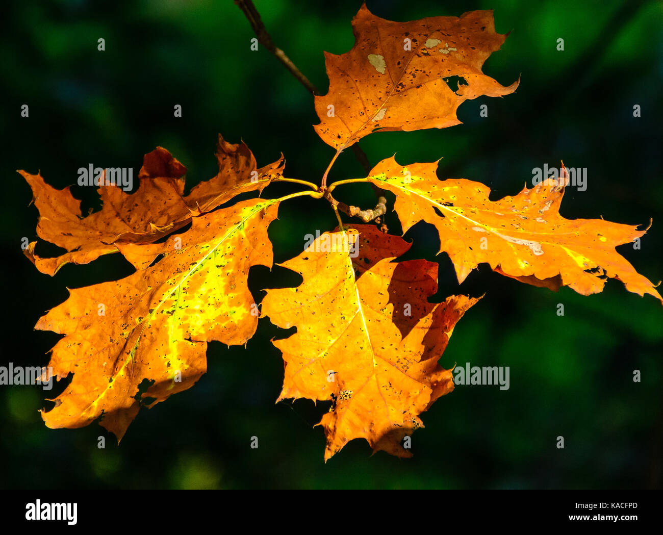 feuilles d’automne Banque D'Images