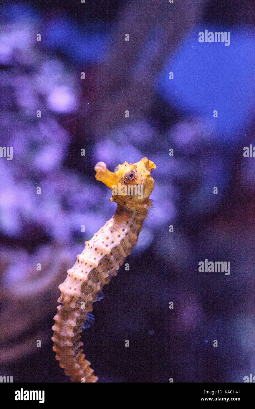 Longsnout seahorse appelé hippocampe reidi dans un aquarium marin Banque D'Images