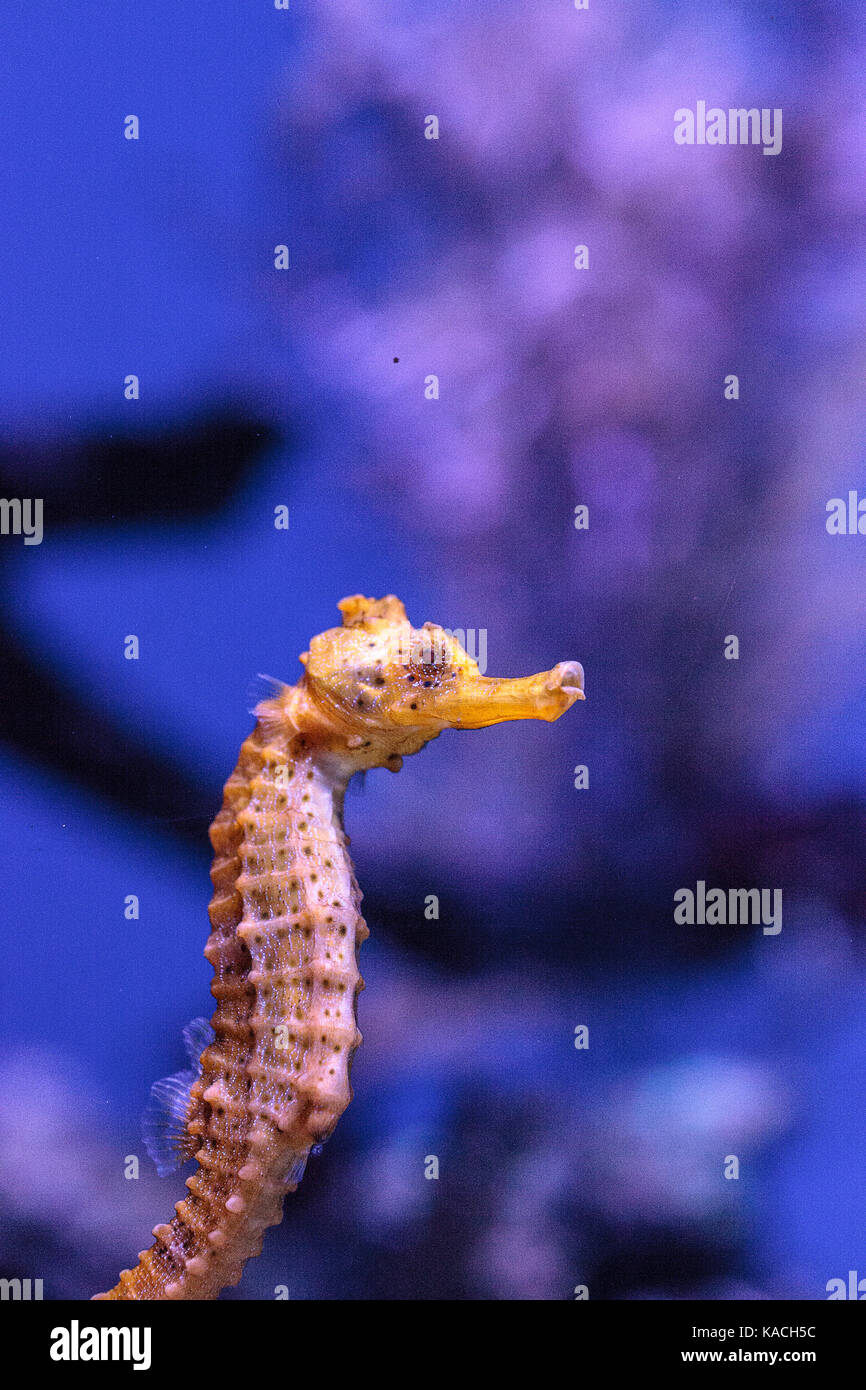 Longsnout seahorse appelé hippocampe reidi dans un aquarium marin Banque D'Images