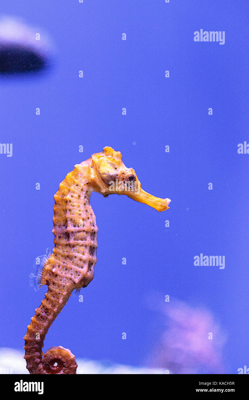 Longsnout seahorse appelé hippocampe reidi dans un aquarium marin Banque D'Images