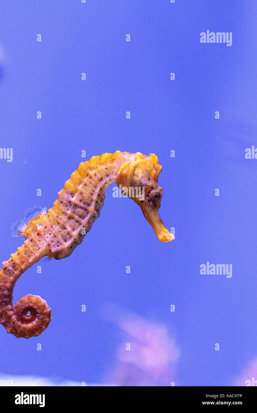 Longsnout seahorse appelé hippocampe reidi dans un aquarium marin Banque D'Images