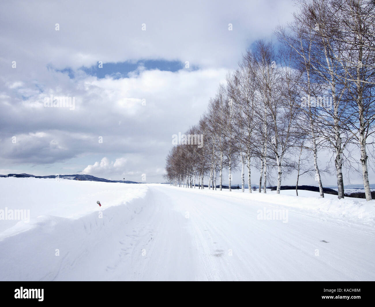 Route bordée d'arbre couvert de neige à biei au cours de l'hiver, Hokkaido, Japon Banque D'Images