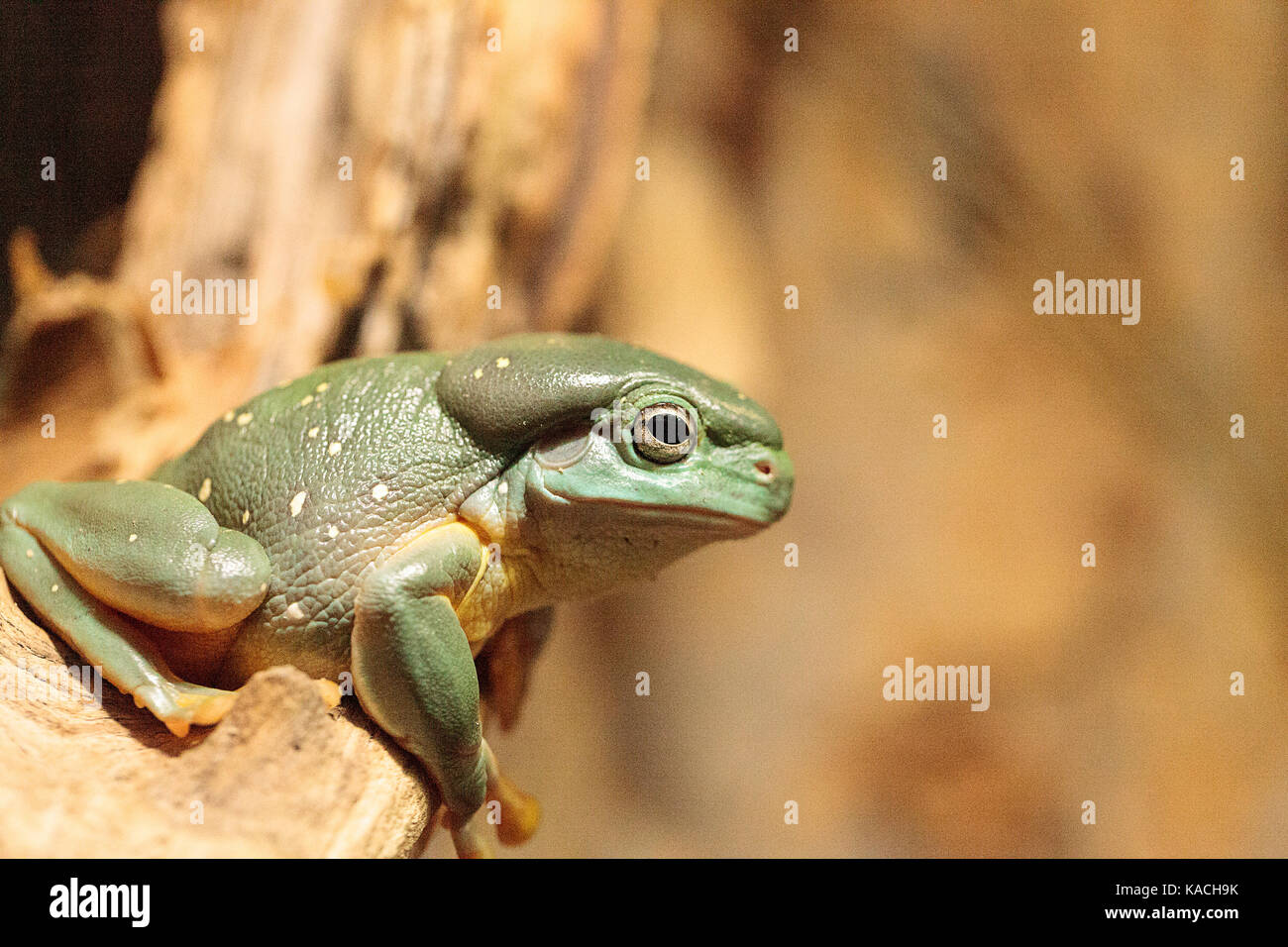 Grenouille litoria splendida magnifiques peuvent être trouvés en Australie et peut être trouvé dans des grottes. Banque D'Images