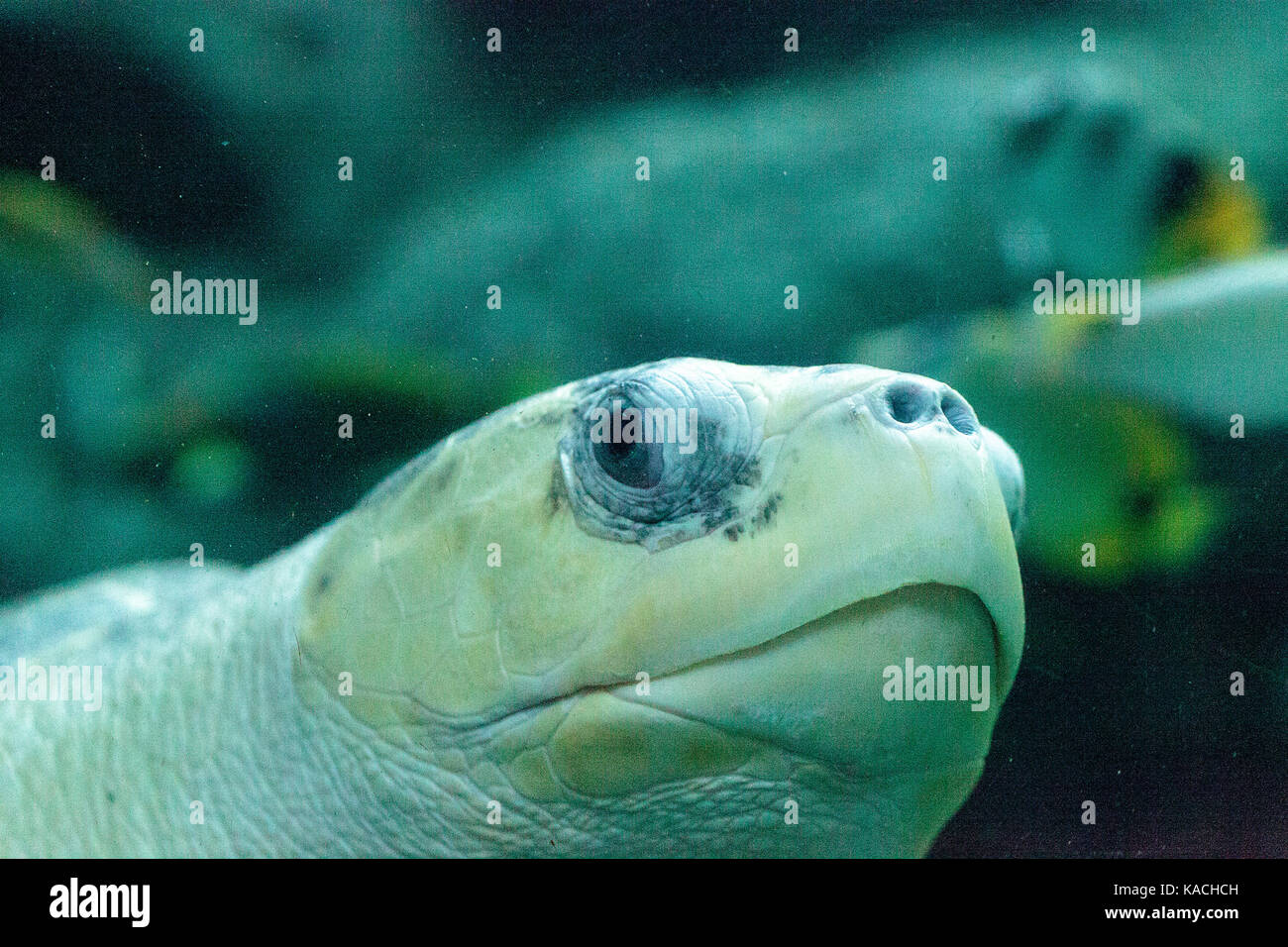 Tortues olivâtres Lepidochelys olivacea est trouvé à nager dans les eaux chaudes de l'océan Pacifique et Indien. Banque D'Images