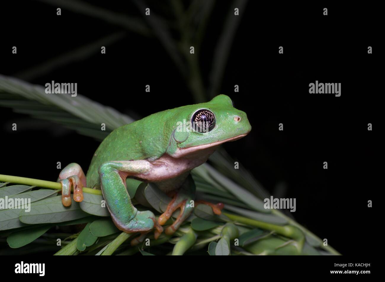 Un pachymedusa dacnicolor leaf (grenouille) perchés sur une petite usine près de alamos, Sonora, Mexique Banque D'Images