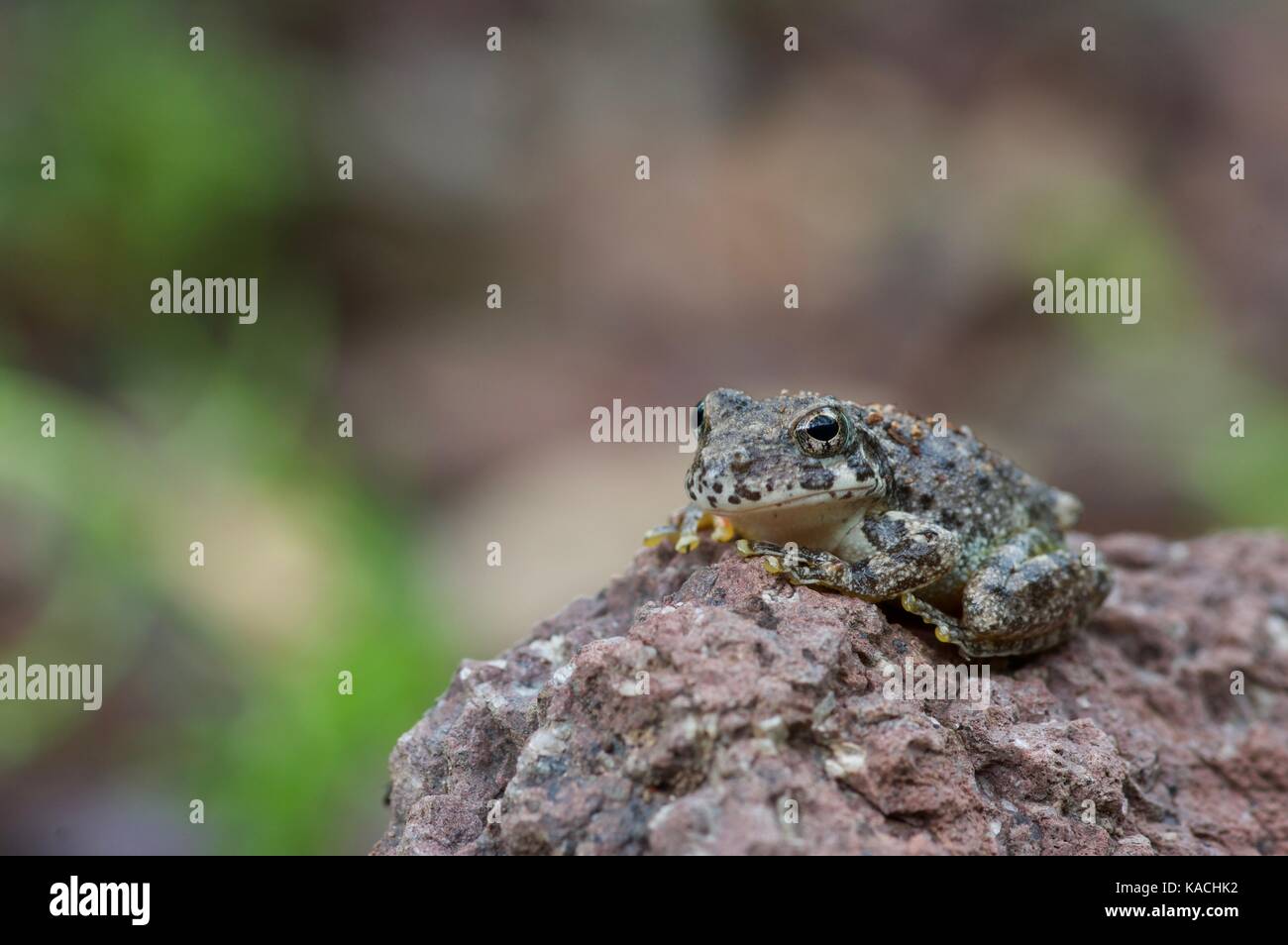 Un canyon de Treefrog (Hyla arenicolor) sur un éperon rocheux près de Yécora, Sonora, Mexique Banque D'Images