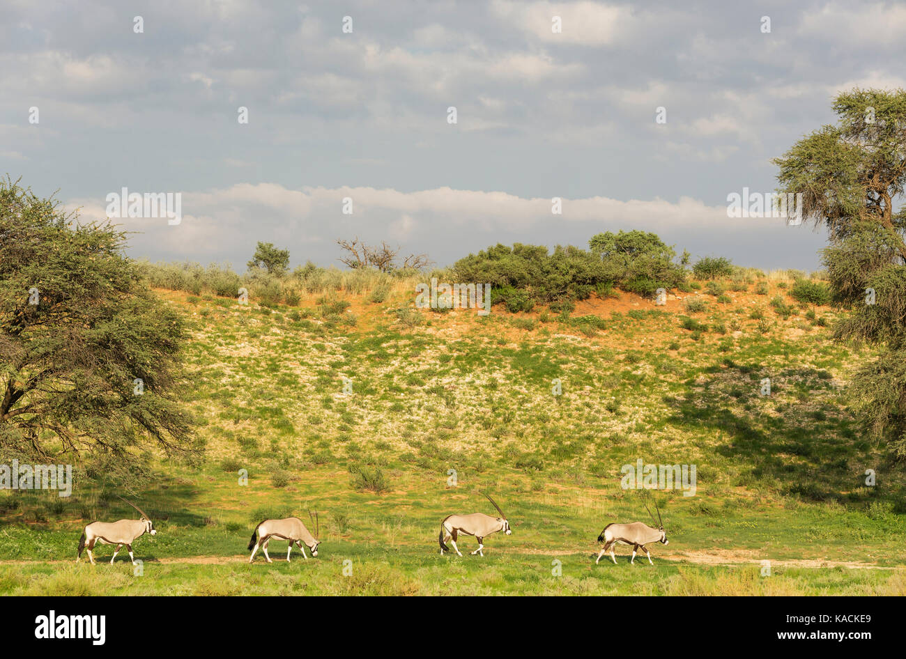 Gemsbok (Oryx gazella). L'étranger au pied d'une dune de sable d'herbe. Pendant la saison des pluies dans la verdure Banque D'Images