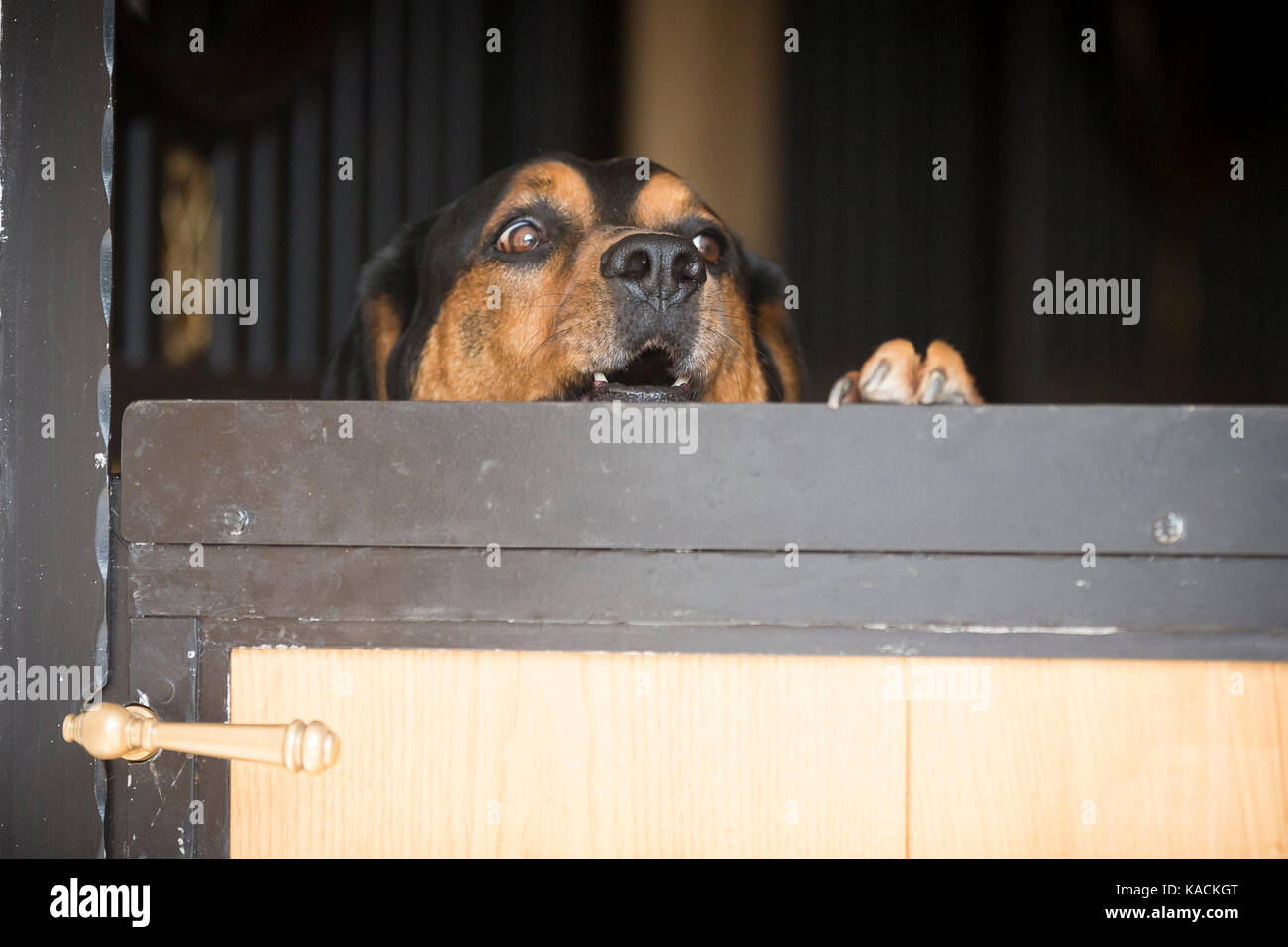 Depldesire'. Hot dog à la recherche sur une porte de l'écurie, d'aboyer. Allemagne Banque D'Images