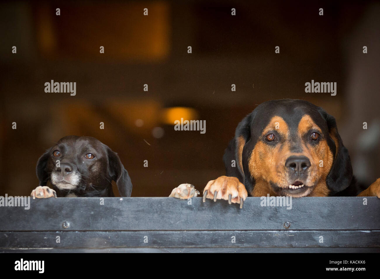 Depldesire' et polyvalent de chien de race à plus d'une porte de l'écurie. Allemagne Banque D'Images
