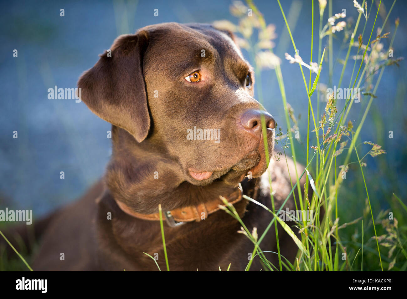 Labrador Retriever, labrador chocolat. Portrait d'adulte Banque D'Images