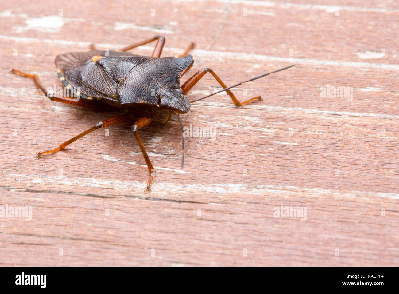 Libre d'un shieldbug brun Banque D'Images