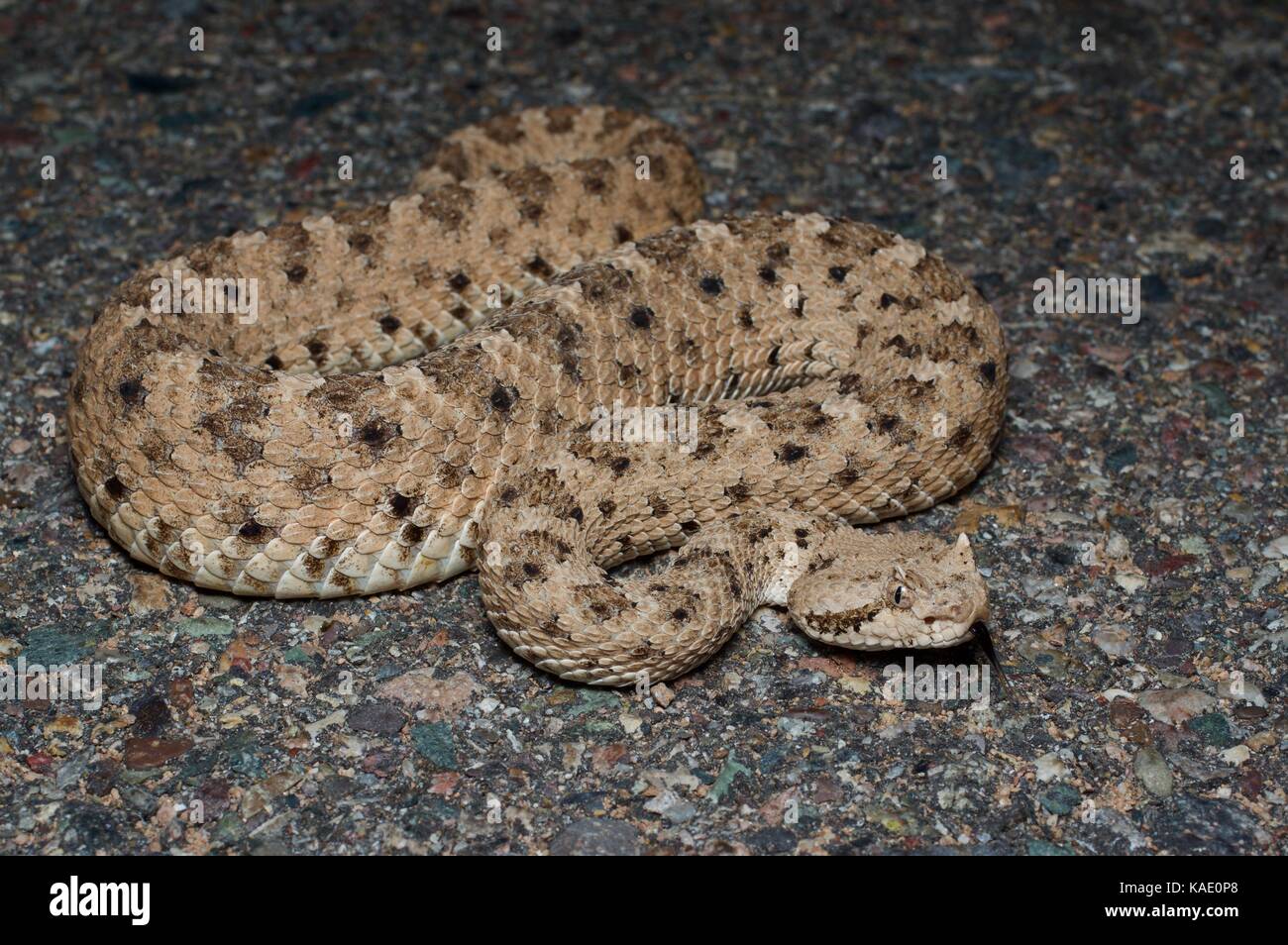 Un Sidewinder du désert de Sonoran (Crotalus cerastes cercobombus) sur une route pavée de nuit près de Bahía de Kino, Sonora, Mexique Banque D'Images