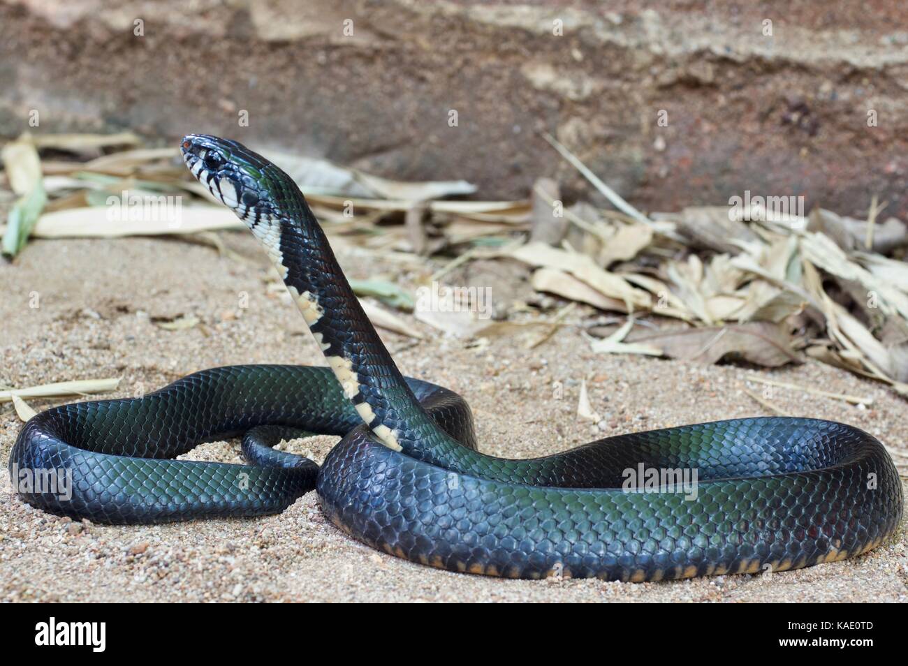 Un serpent indigo texas (erebennus drymarchon melanurus) dans le sable à alamos, Sonora, Mexique Banque D'Images