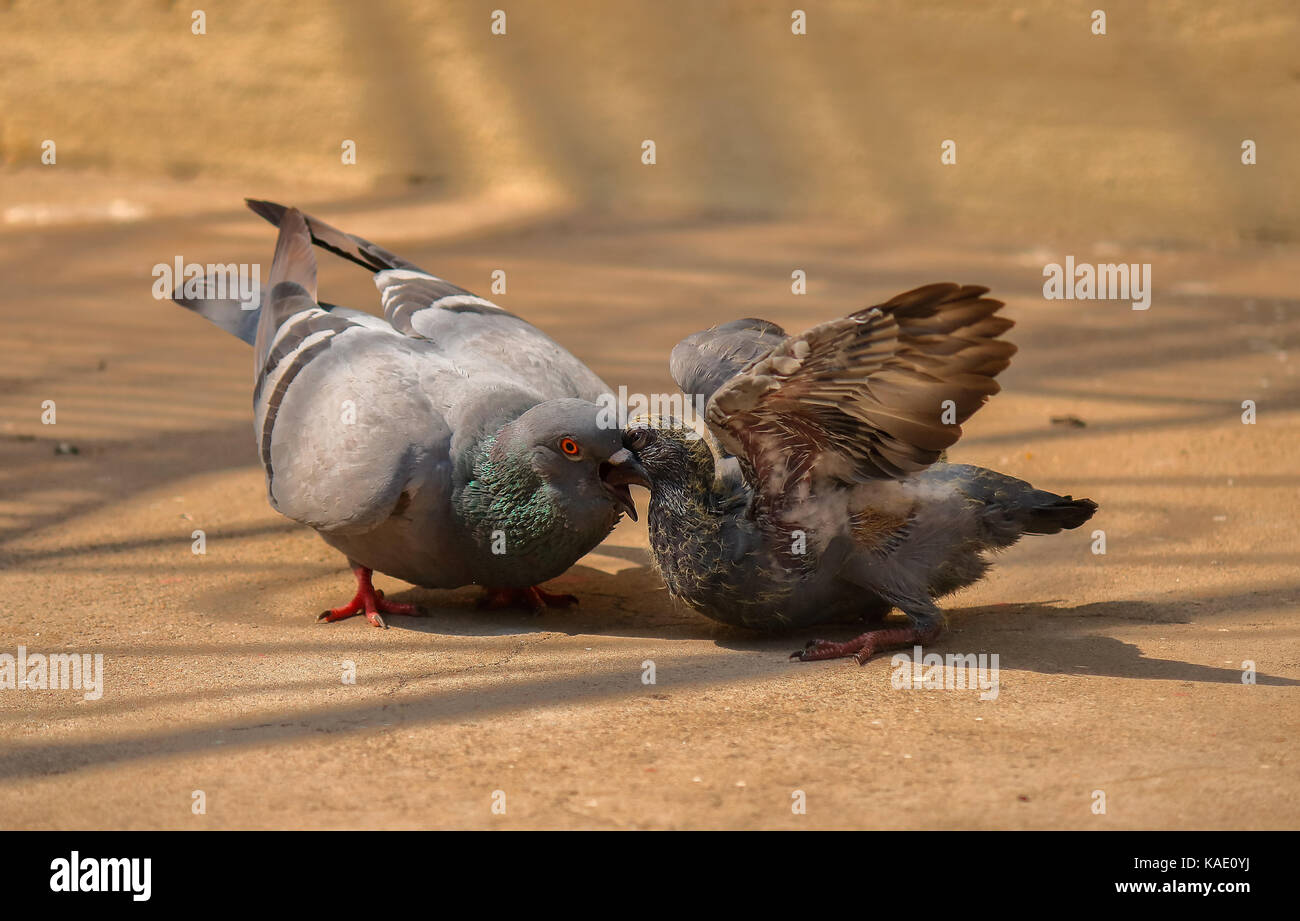 amour maternel Banque D'Images
