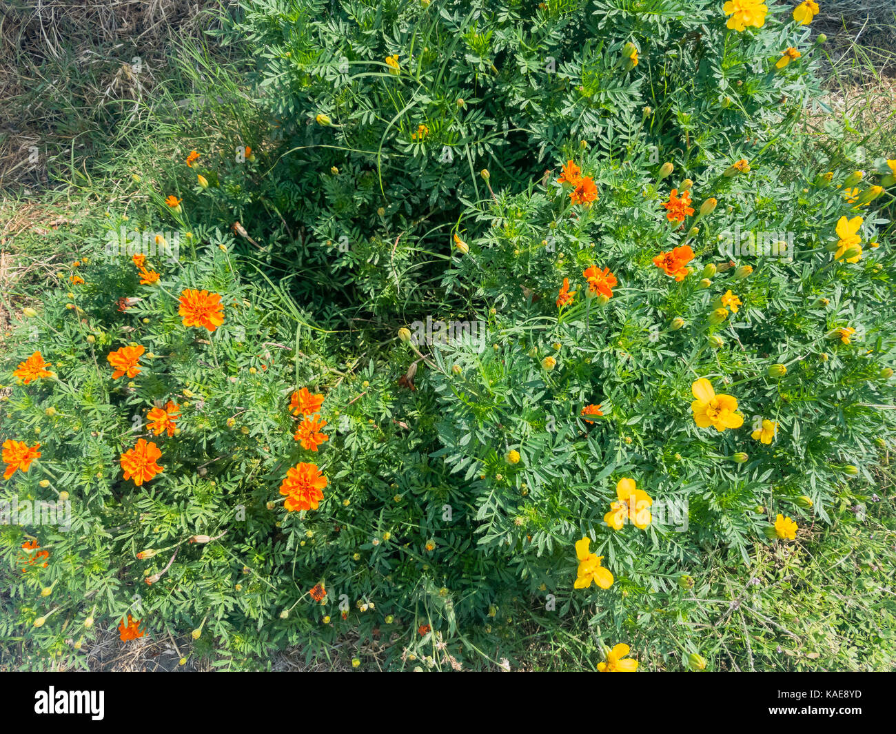 Fleur sauvage jaune et orange blossom à la maison jardin, los angeles Banque D'Images