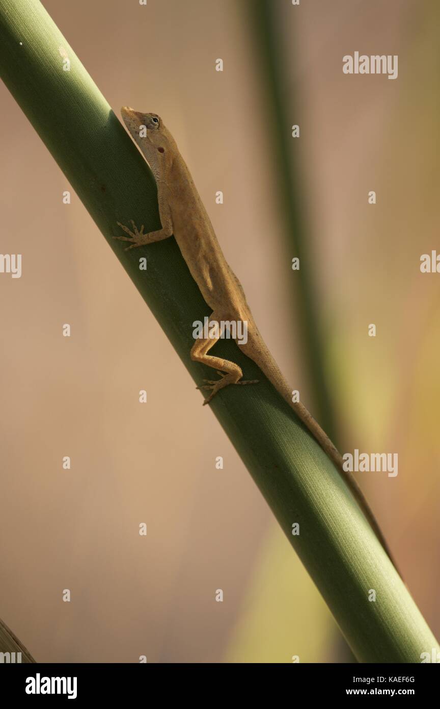 Un obscurci Anole (Anolis nebulosus) perché dans la végétation à alamos, Sonora, Mexique Banque D'Images