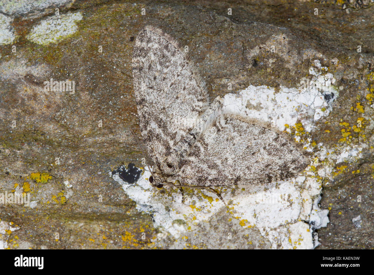 Les séraphins (Les halterata) papillon adulte reposant sur un mur de pierre. Powys, Pays de Galles. Mai. Banque D'Images