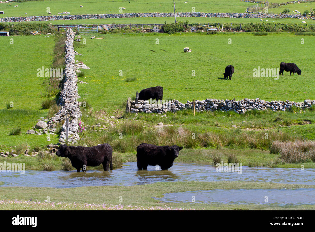 Bovins noir gallois debout dans l'eau à la périphérie de saltmarsh. Tonfanau ,, Tywyn, Gwynedd, Pays de Galles. Mai. Banque D'Images