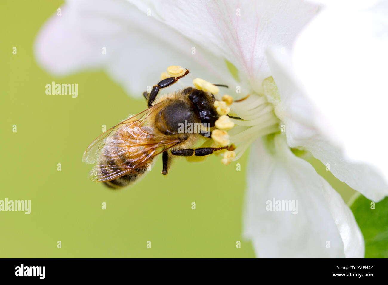 Ouest de l'abeille domestique (Apis mellifera) dans l'alimentation des travailleurs adultes un pommier cultivé fleur dans un verger. Powys, Pays de Galles. Mai. Banque D'Images