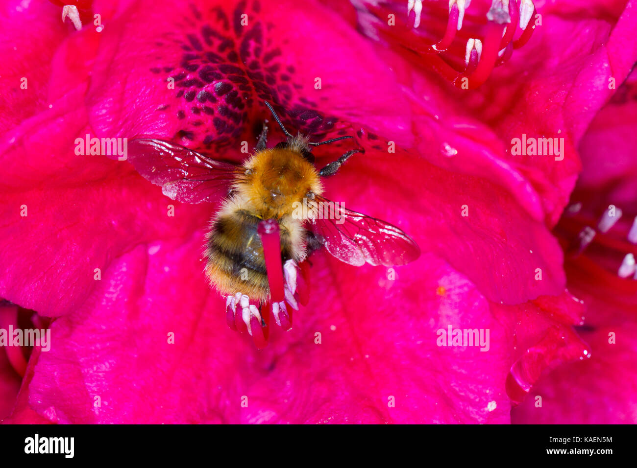Les bourdons (Bombus Cardeur commun pascuorum) travailleur adulte se nourrit de Rhododendron 'Lord Roberts' fleurs dans un jardin. Powys, Pays de Galles. Mai. Banque D'Images