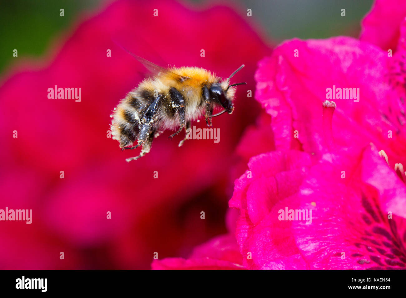 Les bourdons (Bombus Cardeur commun pascuorum) travailleur adulte en vol après l'alimentation sur Rhododendron 'Lord Roberts' fleurs dans un jardin. Powys, Pays de Galles. Peut Banque D'Images