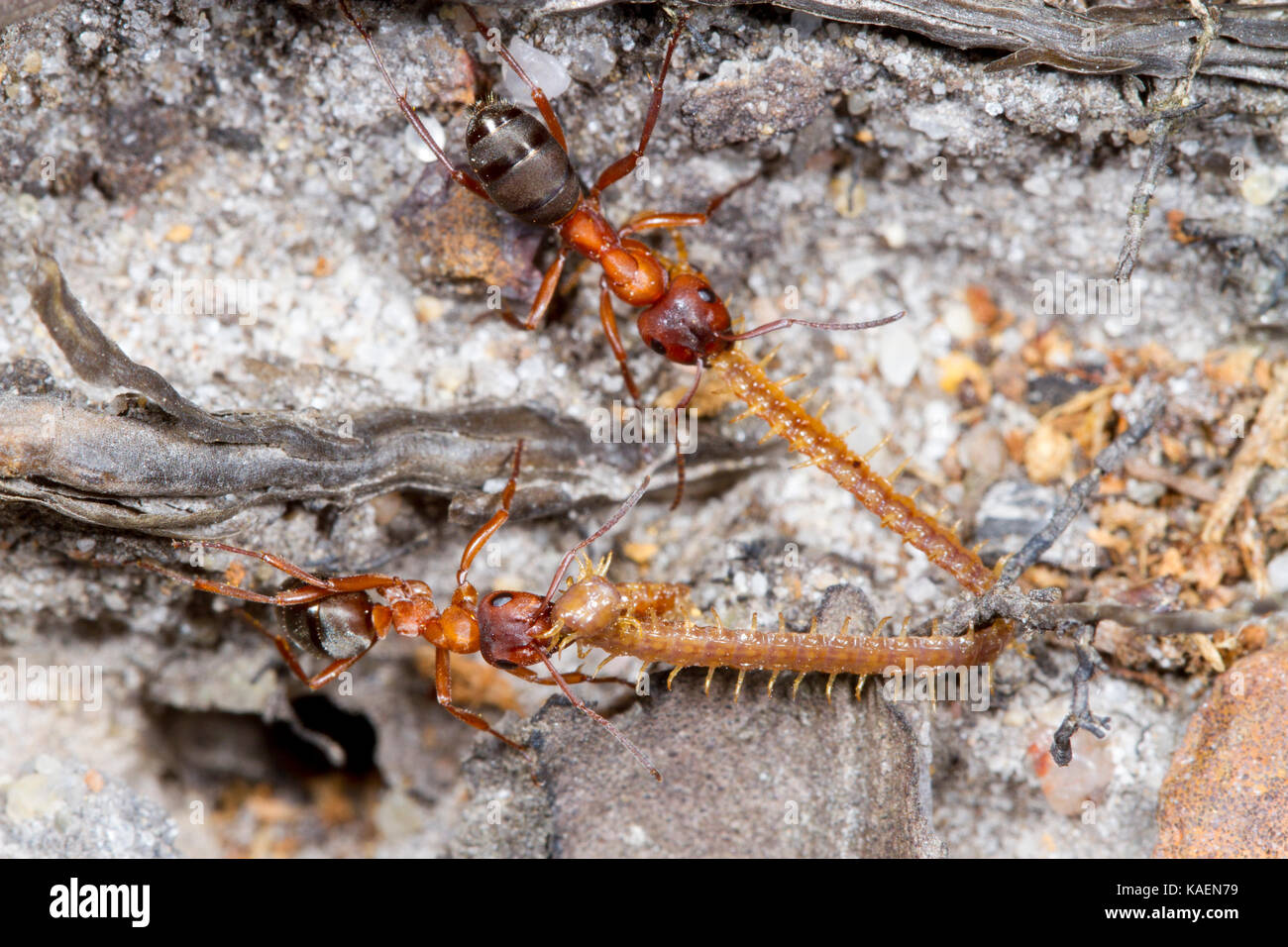 Rouge-sang de esclave Formica sanguinea (ant) travailleurs adultes avec un mille-pattes. Sussex, Angleterre. De juin. Banque D'Images